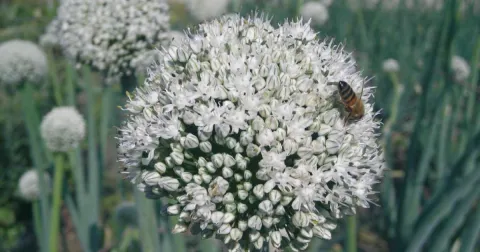 GIUGNO: impollinazione