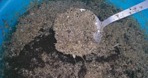 AGOSTO: selezione seme