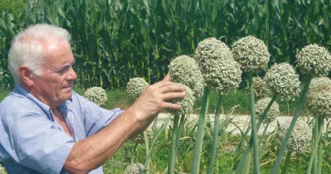 LUGLIO: raccolta fiocchi