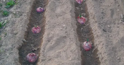 SETTEMBRE: messa a dimora