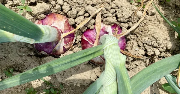 La dolcissima - Immagine: 1