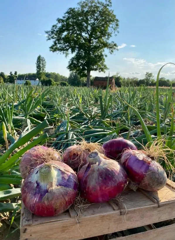 Cipolla 2023: che spettacolo!