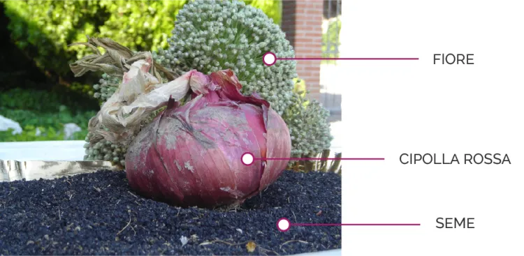 infografica cipolla